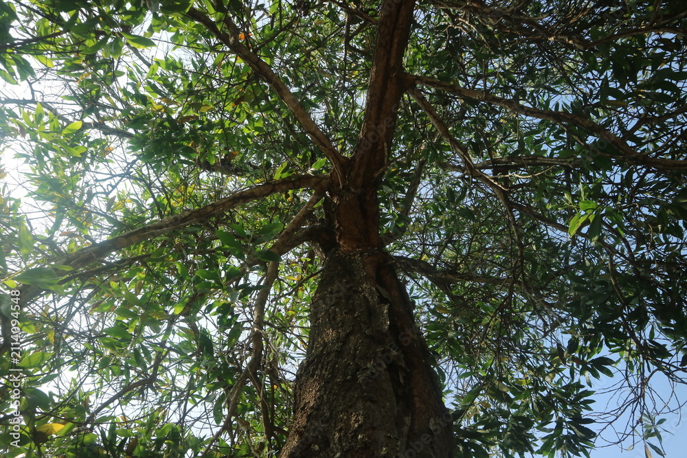 Fototapeta premium A low angle view looking up at the majestic trunk and lush green canopy of a tall tree against a bright sky in a natural forest setting