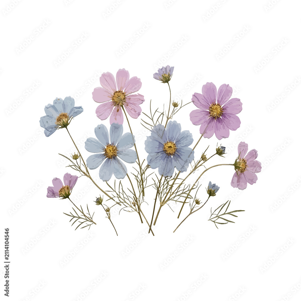 Fototapeta premium Lavender and blue cosmos flowers bouquet isolated on transparent background