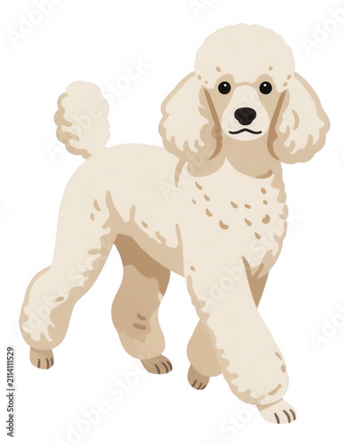 White Poodle Standing Isolated Transparent Background