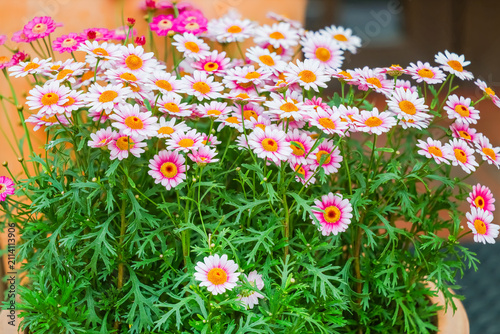 Blooming pink flowers of Argyranthemum 'Lollies Marshmallow' in a flowerbed