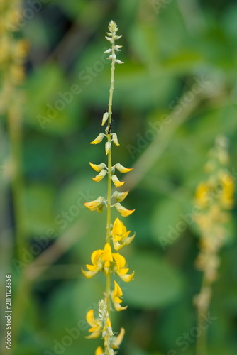 Obraz na płótnie Melilotus officinalis is a tall, biennial sweet-scented legume with trifoliate leaves, small yellow flowers in slender racemes, deep taproots, and sweet-smelling coumarin fragrance