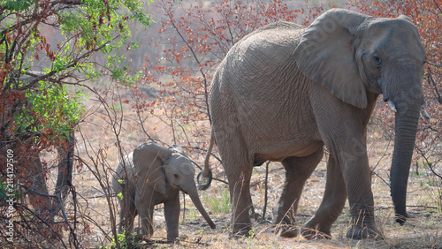 an african elephant calf and its mother walk towards the camera at pilanesberg national park in south africa