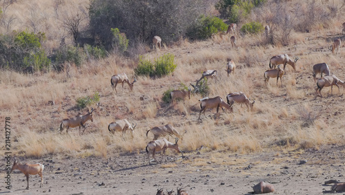 a shot of red hartebeest antelope grazing on a hill near a waterhole in pilanesberg national park of south africa