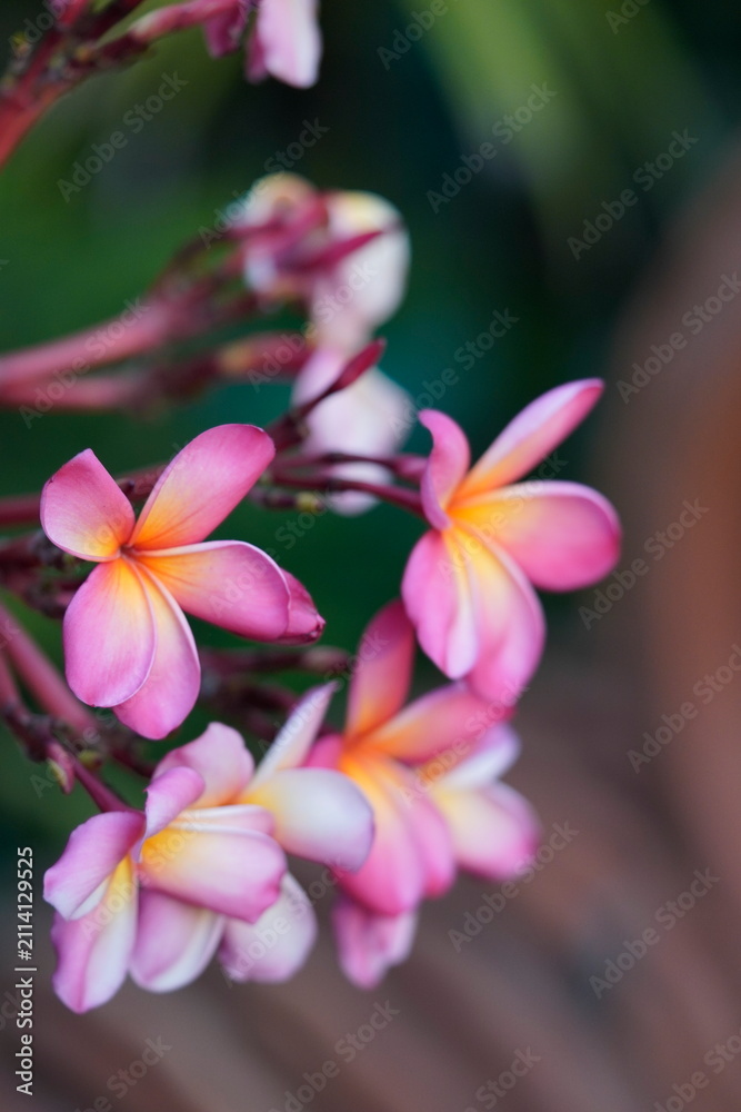 Fototapeta premium Close-up of two-tone pink and white Plumeria flowers with a yellow center blooming on a tropical tree branch.
