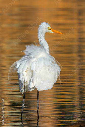 Bild auf Leinwand An eastern great egret (Ardea alba modesta) standing in shallow water, South Aus