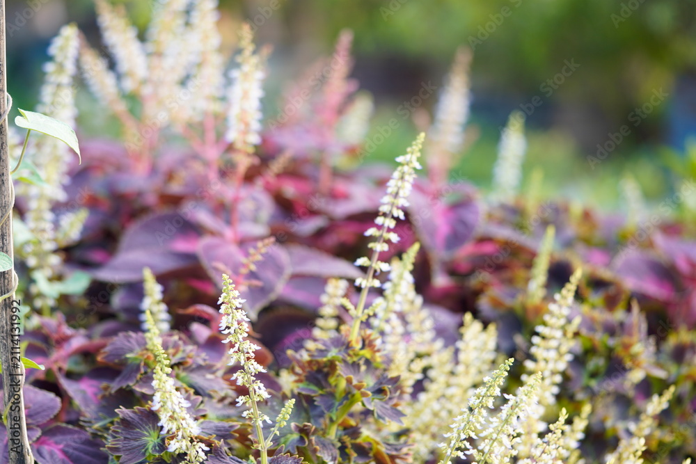 Obraz premium Perilla frutescens var common names are Beefsteak plant, Perilla mint, Wild basil, Purple mint, Japanese basil.