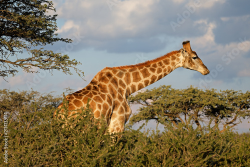 Photography A giraffe (Giraffa camelopardalis) in natural habitat, Mokala National Park, Sou