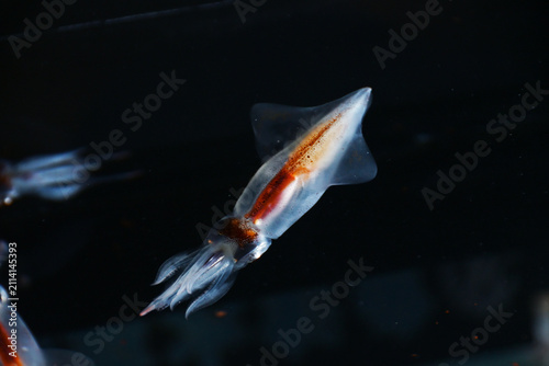 Canvastavla ホタルイカ