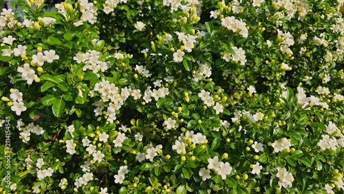 фотографія Orange Jessamine, Fragrant White Flowers.