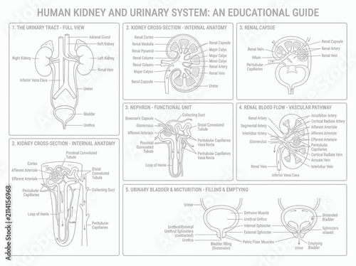 Comprehensive educational guide of the human kidney and urinary system with detailed anatomy