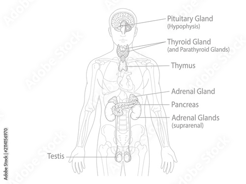 Educational diagram of the human endocrine system showing glands and hormone production sites