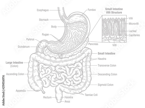 Educational diagram of the human digestive system with detailed labels and villi structure