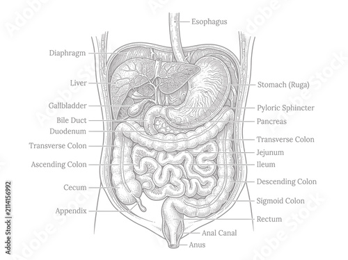 Detailed anatomical illustration of human abdominal organs with labels for medical education