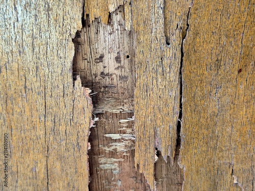 Grungy background texture of old decaying wood board with peeled yellow finish.