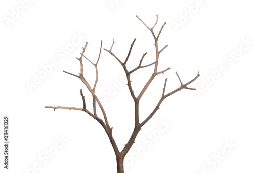 Bare Tree Branch Transparent Background