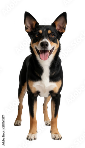 Black and Tan Dog Standing Transparent Background