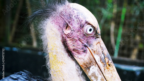 Quadro su tela Close-up portrait of a marabou stork's bald head.