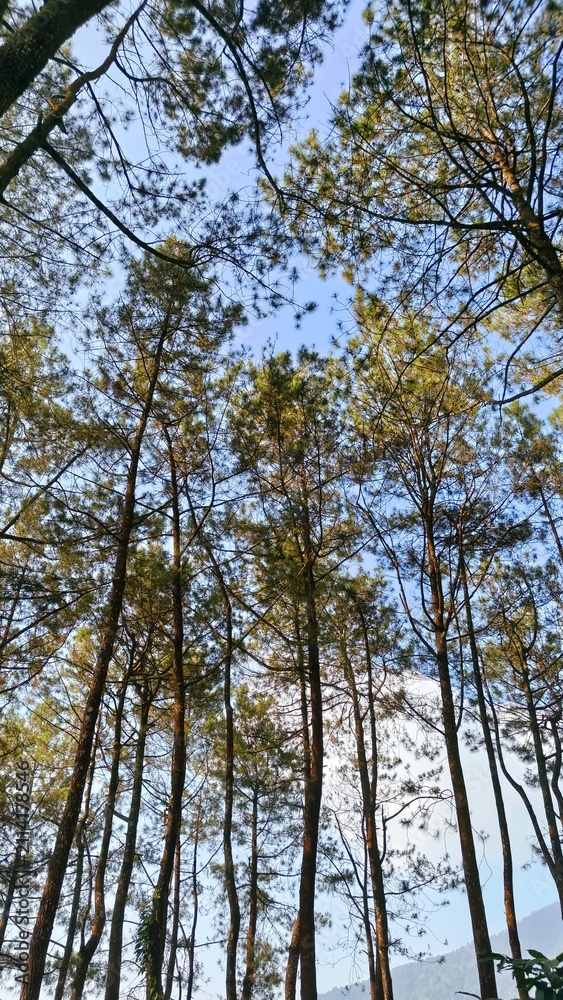 Fototapeta premium Towering pine trees reach for the sky in a serene forest.
