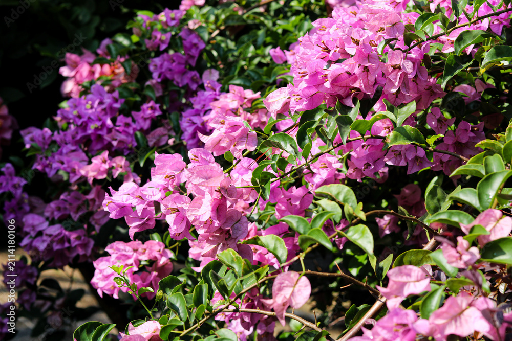 Obraz premium Closeup of purple and pink bougainvillea flowers in full bloom across lush green foliage.