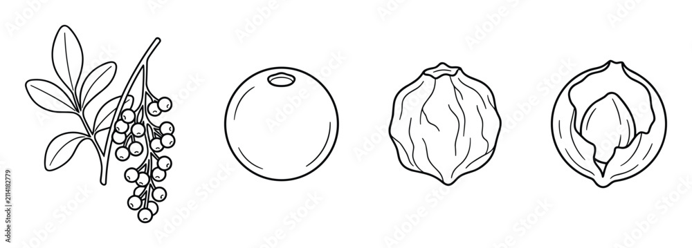 Obraz premium Line art illustrations of botanical berry sprig and various seed types