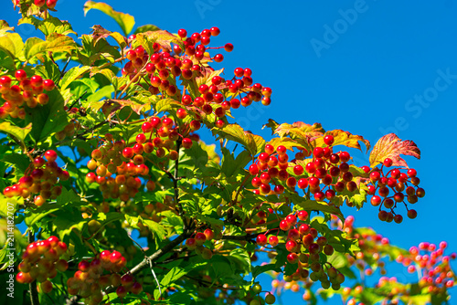 A vibrant close-up photograph: ripening red viburnum berries set against lush green foliage in the bright sunlight.