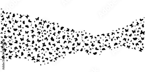 Butterflies flock background template. Black silhouette of flying butterfly on white background.