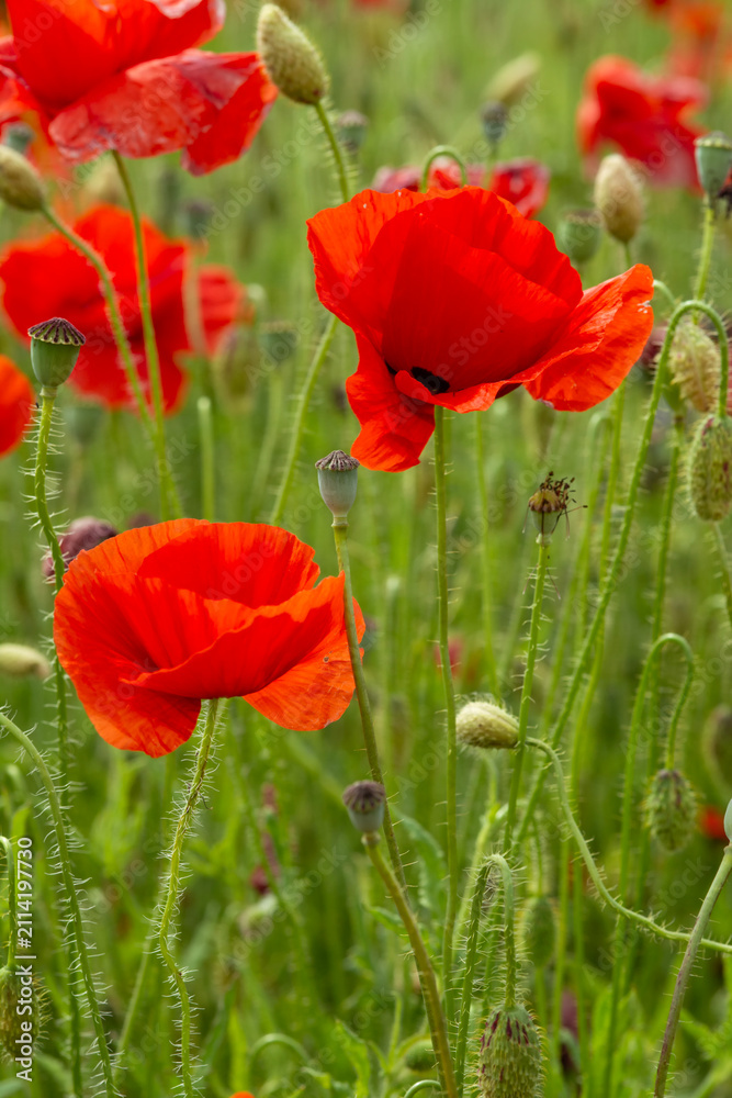Fototapeta premium Red poppies blooming in a green field