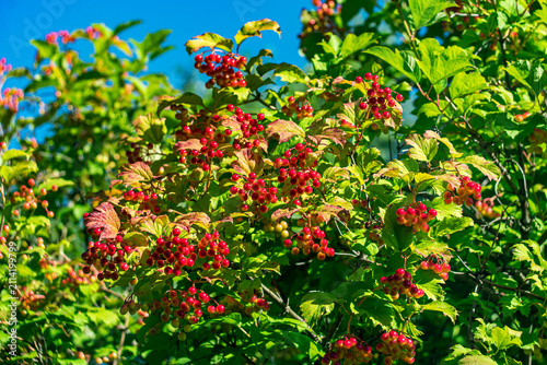 Принти на полотні A vibrant close-up photograph: ripening red viburnum berries set against lush green foliage in the bright sunlight