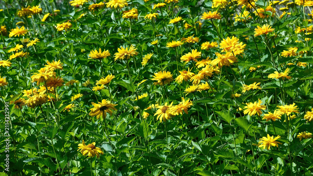 Obraz premium Beautiful blooming yellow false sunflower heliopsis flowers in a summer garden.