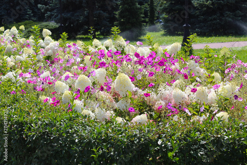 Beautiful hydrangea flowers bloom on the streets of Kyiv