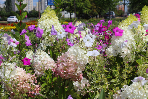 Beautiful hydrangea flowers bloom on the streets of Kyiv