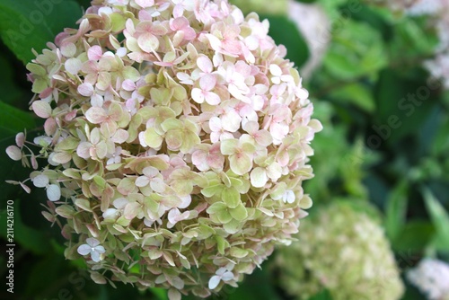 white hydrangea flower close-up, white hydrangea in the garden