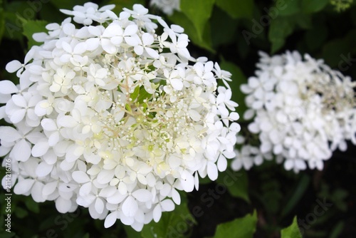 white hydrangea flower close-up, white hydrangea in the garden