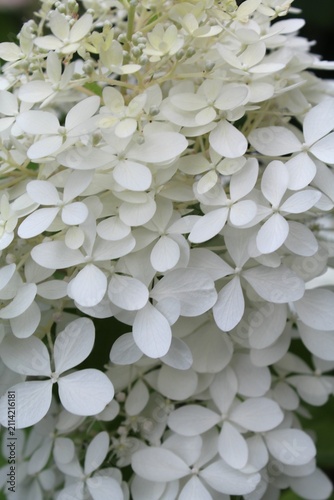 white hydrangea flower close-up, white hydrangea in the garden