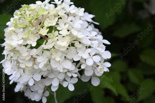 white hydrangea flower close-up, white hydrangea in the garden
