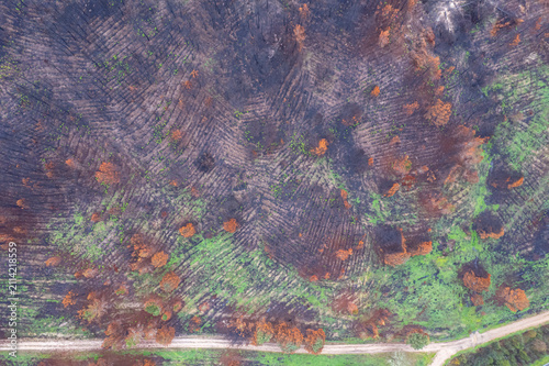 Fotografie Aerial view of a burnt forest with new green grass The Concept of nature resilie