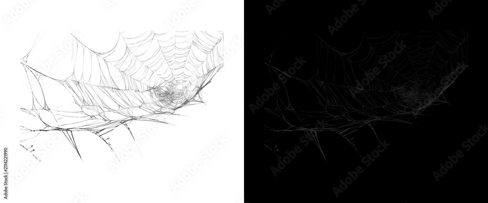 Fototapeta premium Intricate spider web isolated on white and black background, fragile cobweb texture for Halloween design, spooky spiderweb overlay for horror concepts