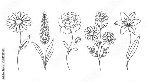 Botanical floral decorative elements set in minimalist line, blooming daisies, lavender sprigs, roses, and lilies