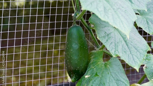Принти на полотні Young cucumber on vine climbing wire trellis