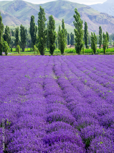 Fotografía The beautiful purple lavender fields in Huocheng, Yili, Xinjiang, China