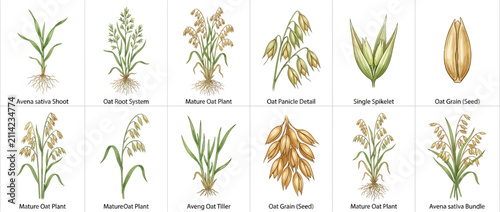 Картината върху платно Botanical Illustration Set of Oat Plant Growth Stages