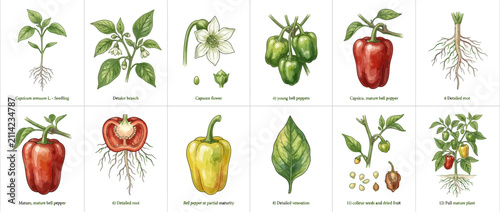 Botanical Illustration Set of Pepper Plant Growth Stages