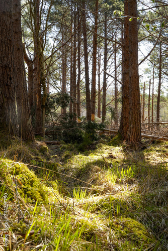 Obraz na plátne A sparse pine grove with tall, straight tree trunks and an uneven, hilly forest floor in the Beinn Eighe National Nature Reserve in Scotland