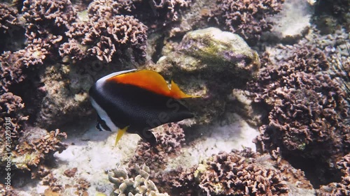 Singular bannerfish swimming through coral reef, Heniochus singularius foraging near sea urchins, tropical underwater nature background, documentary .