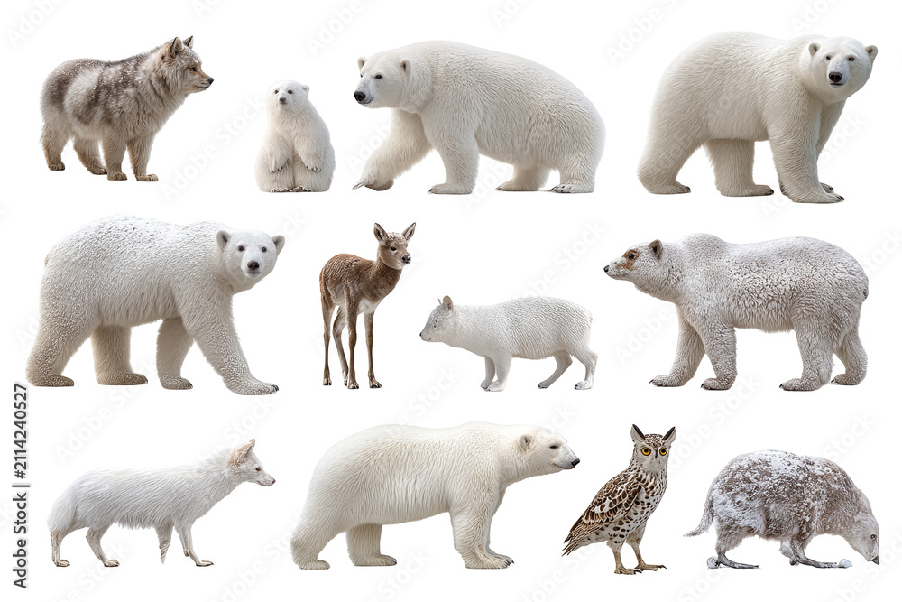 Fototapeta premium Arctic animal bundle isolated on transparent background, cute polar wildlife PNG cutout collection