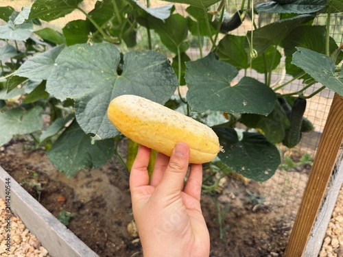 фотографія Hand holding overripe yellow cucumber from garden