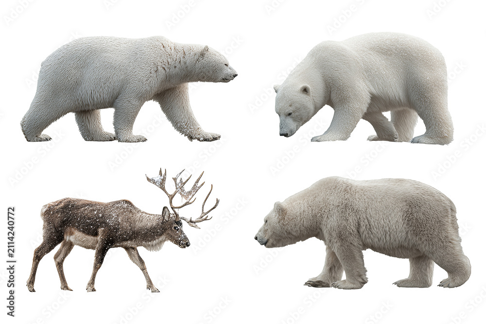 Fototapeta premium Arctic animal bundle isolated on transparent background, cute polar wildlife PNG cutout collection