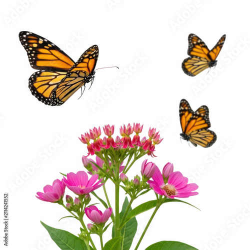 Colorful flowers with butterflies in garden scenery isolated on transparent background, isolated on white background
