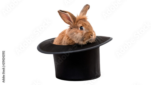 Cute fluffy rabbit sitting inside black magician hat isolated on transparent background