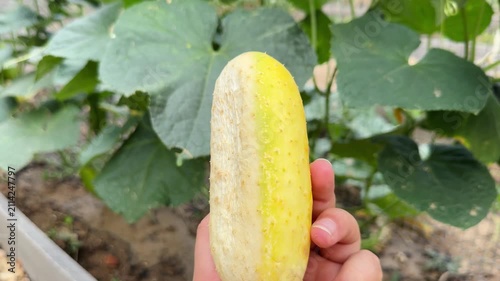 Hand holding overripe yellow cucumber, video